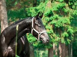 صورة جميلة الأسود الشاب Trakehner الفحل صورة الخلفية والصورة للتنزيل  المجاني - Pngtree