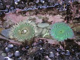 Image result for Anemone transvaalensis