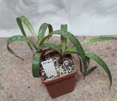 Image result for Ledebouria macowanii