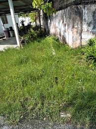 Aso analyse semak saman online app for iphone and ipad. Rumput Semakin Panjang Servis Mesin Rumput By Sani Facebook