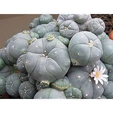 Only the best soils for cacti provide the right moisture retention while preventing excessive water. Lophophora Williamsii La Paloma V Peyote 10 Seeds Amazon De Garten