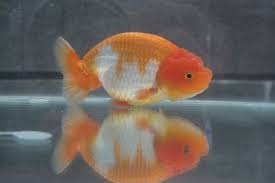 Not to mention, it will keep your tank from smelling fishy. Ranchu Vs Lionhead Goldfish Which Breed Is Right For You With Pictures Pet Keen