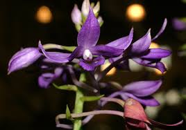 Image result for Calanthe sylvatica