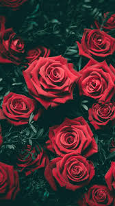 Red Roses 1080x1920 Wallpaper Teahub Io