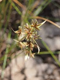 Image result for Cyperus chersinus