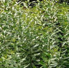 Unlike many native plants valued. Myrica Californica Pacific Wax Myrtle