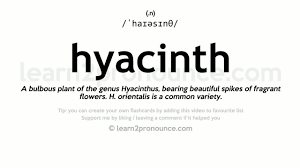 Listen to the audio pronunciation of hyacinth (flower) on pronouncekiwi. Hyacinth Pronunciation And Definition Youtube
