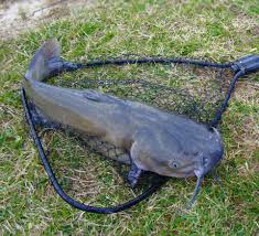 The catfish trope as used in popular culture. Fishing For Channel Catfish In The Fall Overton S