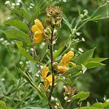 Image result for Cassia angolensis
