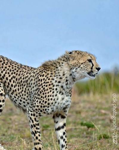 Cheetah hunting as sport pre Independence ca. 1940s The Ghorpades' of the Deccan hosted the Chatrapati of Kolhapur and others for their Cheetahs to hunt Blackbuck on the Deccan plains. Ironically these