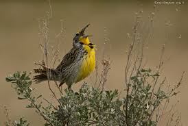 Pin On Birds Blooms And Butterflies