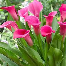 Remove the bulb from its pot, cleaning. Live Green Zantedeschia Calla Lily Flower Bulbs Germination Large Pink Pack Of 2 Bulbs Amazon In Garden Outdoors