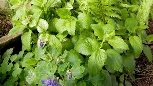 Zironenmelisse Zwischen Farn Akelei Und Goldnessel Im Mai 2013 Zitronenmelisse Pflanzen Akelei