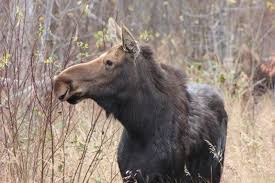 We did not find results for: Fall Moose Viewing On The Gunflint Trail Gunflint Lodge