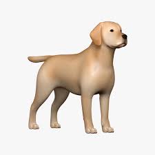 Father and mother can be seen. 3d Model Labrador Dog Turbosquid 1331800