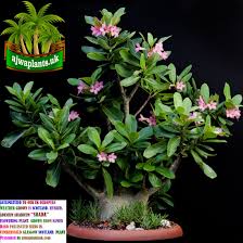 Pin On Adenium Arabicum Shada Saudi Form Saudi Arabian Specie Self Bonsai Plant