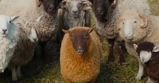 The Sheep Detectives' Trailer Gives Me ...