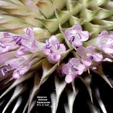 Image result for Dipsacaceae