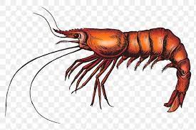 Colorful Shrimp Isolated Transparent Png Premium Image By Rawpixel Com Noon Vintage Png Illustration Food Illustrations