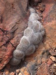 Mammillaria Lenta Ahuihla G Matuszewsky Cactus Plants Purple Plants Cacti And Succulents