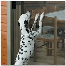 Use the instructional video to learn how flexscreen can work on your window. Restock Direct Pet Mesh Paw Proof Heavy Duty Flyscreen Flywire 1520 Mm Full 30 M Roll For Sale Online Ebay