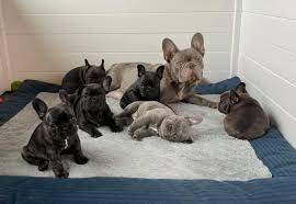 Good dog thoroughly vets every breeder to ensure they use responsible breeding practices for french bulldogs. For The Love Of Frenchies French Bulldogs Llc Wisconsin Home Facebook