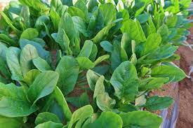 秋から植えられる野菜をお探しですか 春夏の野菜と比べると種類も少ないですが育てる楽しみを味わえる面白い野菜が揃っています 秋まき種や苗から育てるおすすめ 野菜の種類10選を育て方と共に紹介します 秋植え野菜の栽培や収穫方法を知りたい方必見です