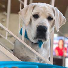 pin on labrador宠物