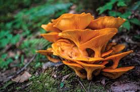 Herbs, root vegitables, berries, legumes, fungus (mushrooms) and anything else that you can grow in your yard that has food value. Networking In The Forest Mountain State Mushrooms Highland Outdoors