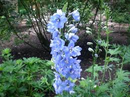 Espuela De Caballero Delphinium Para Mi Jardin