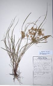 Image result for Pycreus