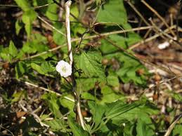 Image result for Convolvulus farinosus