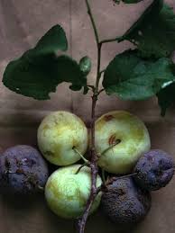 Unusual varieties known more for their taste than their polished looks, heirloom fruit trees offer the home orchardist a chance to experience classic fruits that are no longer on the public radar. Growing Fruits Low Input Tree Fruits For Nh Home Orchards Unh Extension