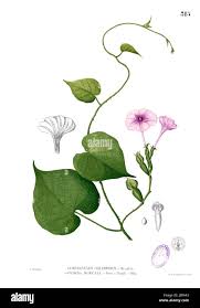 Image result for Xenostegia alatipes