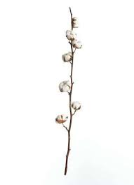 01mexik15 Fur Ihre Dekoration Dekoration Zweige Naturmaterial