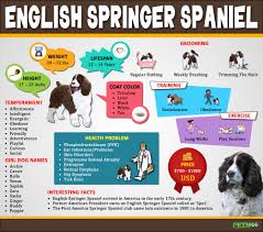 They were born on 29th september so will be ready for release shortly. English Springer Spaniel Must Know Facts And Traits Petmoo