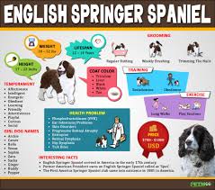 Maybe you would like to learn more about one of these? English Springer Spaniel Must Know Facts And Traits Petmoo