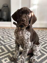 Paddy The 8 Week Old German Shorthaired Pointer Puppy Gsp Puppies Puppies German Shorthaired Pointer Dog