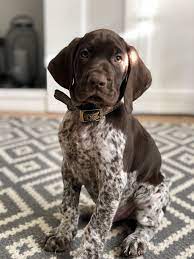 This is a powerful dog with a streamlined body. Paddy The 8 Week Old German Shorthaired Pointer Puppy Gsp Puppies Puppies Gsp Dogs
