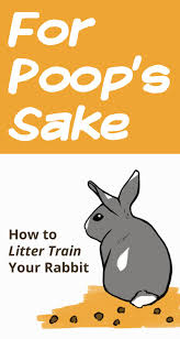 You may try putting a few of her droppings in the litter box as a hint. Pin On Bunnies
