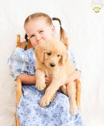 The third generation is known as a f2, this is where a puppy has two goldendoodle parents. Karabeth Goldendoodle Puppy For Sale In Mifflinburg Pa Happy Valentines Day Happyvalentinesday2016i