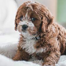 They have a nice website with a gorgeous photo gallery, but not that much information about their puppies or their breeding standards. Cavapoo For Sale Online Shopping