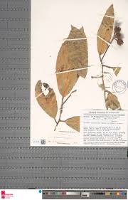 Image result for Rinorea ilicifolia