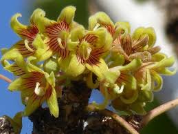 Image result for Sterculia africana