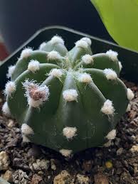 Because cacti plants can survive in harsh conditions, they've become a symbol of unconditional, maternal love. Tjfssko4pt1g4m