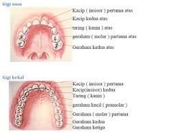 Gigi bungsu adalah gigi geraham terakhir yang terletak paling belakang. Abdul Rauf On Twitter 0012 Myth Vs Fact About Flouride Myth Fluoride Does Not Help Against Tooth Decay Fact Fluorapatite Is A Mineral The Tooth Enamel Creates When Fluoride Is Present
