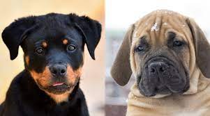 But i do got my self an presa canario/boerboel mix and a rottweiler. Rottweiler Vs Boerboel Breed Differences Similarities