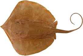 Image result for Tragia brevipes-benthamii-okanyu