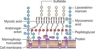 6 - Notes - Acid Fast Bacilli Mycobateria  Gram (+); Afb: Strictly  Aerobic; Non-Motile; - Studocu