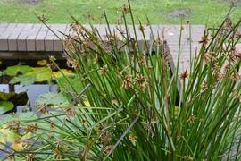 Image result for Schoenoplectus sp.no.3